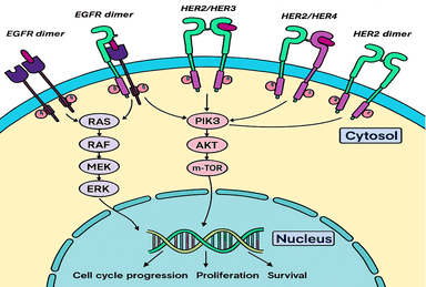 Graphical Abstract